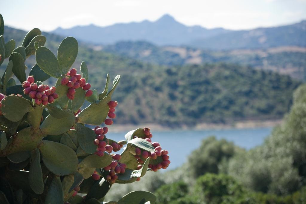 Liscia Country Relais Guest House Sant'Antonio di Gallura Eksteriør bilde